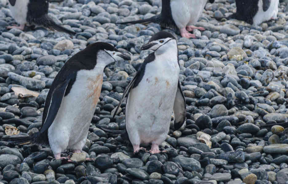 Pingüino Chinstrap - islas Georgias del Sur 10.jpg
